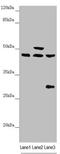 HAUS augmin-like complex subunit 8 antibody, LS-C675851, Lifespan Biosciences, Western Blot image 