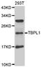 TATA box-binding protein-like protein 1 antibody, LS-C349315, Lifespan Biosciences, Western Blot image 