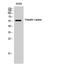 Hepatic triacylglycerol lipase antibody, STJ93491, St John