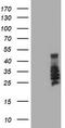SERPINB2 antibody, TA504056, Origene, Western Blot image 