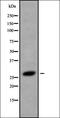 Homeobox protein Hox-B8 antibody, orb338374, Biorbyt, Western Blot image 