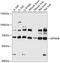 Glycoprotein Nmb antibody, 15-459, ProSci, Western Blot image 