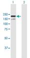 S-Phase Cyclin A Associated Protein In The ER antibody, H00049855-B02P, Novus Biologicals, Western Blot image 