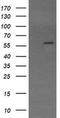 E3 ubiquitin-protein ligase TRIM22 antibody, MA5-26100, Invitrogen Antibodies, Western Blot image 