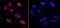 Tripartite Motif Containing 28 antibody, IHC-00073, Bethyl Labs, Immunohistochemistry paraffin image 
