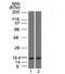 Prolactin Induced Protein antibody, orb386022, Biorbyt, Western Blot image 
