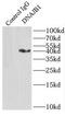HDJ1 antibody, FNab02442, FineTest, Immunoprecipitation image 