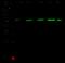 MHC Class I Polypeptide-Related Sequence A antibody, 12302-RP02, Sino Biological, Western Blot image 