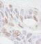 Rea antibody, NB100-1807, Novus Biologicals, Immunohistochemistry frozen image 
