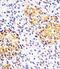 Heat Shock Protein Family A (Hsp70) Member 14 antibody, PA5-72469, Invitrogen Antibodies, Immunohistochemistry frozen image 