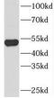 Sorting Nexin 4 antibody, FNab08093, FineTest, Western Blot image 