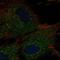 Ring Finger And CCCH-Type Domains 2 antibody, HPA062144, Atlas Antibodies, Immunofluorescence image 
