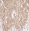 MAP kinase-activated protein kinase 5 antibody, A302-612A, Bethyl Labs, Immunohistochemistry paraffin image 