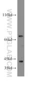 Conserved oligomeric Golgi complex subunit 6 antibody, 14277-1-AP, Proteintech Group, Western Blot image 