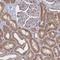 Syntaphilin antibody, HPA049393, Atlas Antibodies, Immunohistochemistry frozen image 