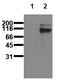 STAT5A antibody, AM00150PU-N, Origene, Western Blot image 