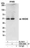 High mobility group nucleosome-binding domain-containing protein 5 antibody, A304-206A, Bethyl Labs, Immunoprecipitation image 