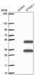 Stomatin Like 1 antibody, PA5-59953, Invitrogen Antibodies, Western Blot image 