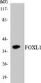 Forkhead box protein L1 antibody, LS-C291957, Lifespan Biosciences, Western Blot image 