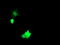 NF-kappa-B inhibitor-interacting Ras-like protein 1 antibody, LS-C174168, Lifespan Biosciences, Immunofluorescence image 
