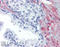 PKG antibody, ADI-KAP-PK005-D, Enzo Life Sciences, Immunohistochemistry paraffin image 