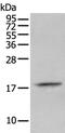 Salivary acidic proline-rich phosphoprotein 1/2 antibody, PA5-67613, Invitrogen Antibodies, Western Blot image 