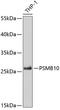 Proteasome subunit beta type-10 antibody, GTX32818, GeneTex, Western Blot image 