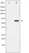 Cyclin B1 antibody, abx010321, Abbexa, Western Blot image 