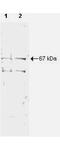 Nuclear Respiratory Factor 1 antibody, orb344627, Biorbyt, Western Blot image 