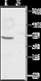 Cyclic Nucleotide Gated Channel Alpha 1 antibody, GTX54787, GeneTex, Western Blot image 