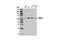 DNA Methyltransferase 1 Associated Protein 1 antibody, 13326S, Cell Signaling Technology, Western Blot image 