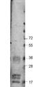 Vascular endothelial growth factor A antibody, orb344659, Biorbyt, Western Blot image 