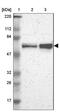 Adhesion G Protein-Coupled Receptor L2 antibody, NBP1-85091, Novus Biologicals, Western Blot image 