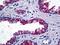 Fibrinogen Gamma Chain antibody, orb94648, Biorbyt, Immunohistochemistry paraffin image 