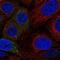 Prosaposin Like 1 (Gene/Pseudogene) antibody, NBP1-90903, Novus Biologicals, Immunofluorescence image 