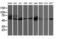 Malcavernin antibody, M01908-1, Boster Biological Technology, Western Blot image 
