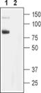 Short transient receptor potential channel 6 antibody, PA5-77308, Invitrogen Antibodies, Western Blot image 