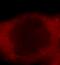 Peptidyl-prolyl cis-trans isomerase A antibody, FNab02134, FineTest, Immunofluorescence image 