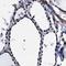 CWC15 Spliceosome Associated Protein Homolog antibody, NBP2-31977, Novus Biologicals, Immunohistochemistry frozen image 