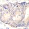 Proprotein Convertase Subtilisin/Kexin Type 4 antibody, FNab10362, FineTest, Immunohistochemistry frozen image 