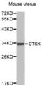 Cathepsin K antibody, abx004504, Abbexa, Western Blot image 