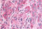 Protein Tyrosine Phosphatase Receptor Type E antibody, MBS244327, MyBioSource, Immunohistochemistry frozen image 