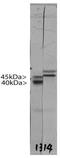 Doublecortin antibody, TA336855, Origene, Western Blot image 