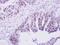 PML-RARA Regulated Adaptor Molecule 1 antibody, NBP1-31075, Novus Biologicals, Immunohistochemistry frozen image 