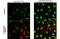 HsMAD2 antibody, GTX133614, GeneTex, Immunofluorescence image 