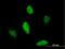 Protein atonal homolog 1 antibody, H00000474-M04, Novus Biologicals, Immunofluorescence image 