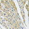 Coatomer Protein Complex Subunit Beta 1 antibody, 22-648, ProSci, Immunohistochemistry frozen image 