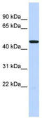 5-Hydroxytryptamine Receptor 3C antibody, TA338725, Origene, Western Blot image 