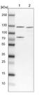 DEAD-Box Helicase 42 antibody, NBP1-87135, Novus Biologicals, Western Blot image 