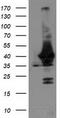 UNG1 antibody, TA503755, Origene, Western Blot image 